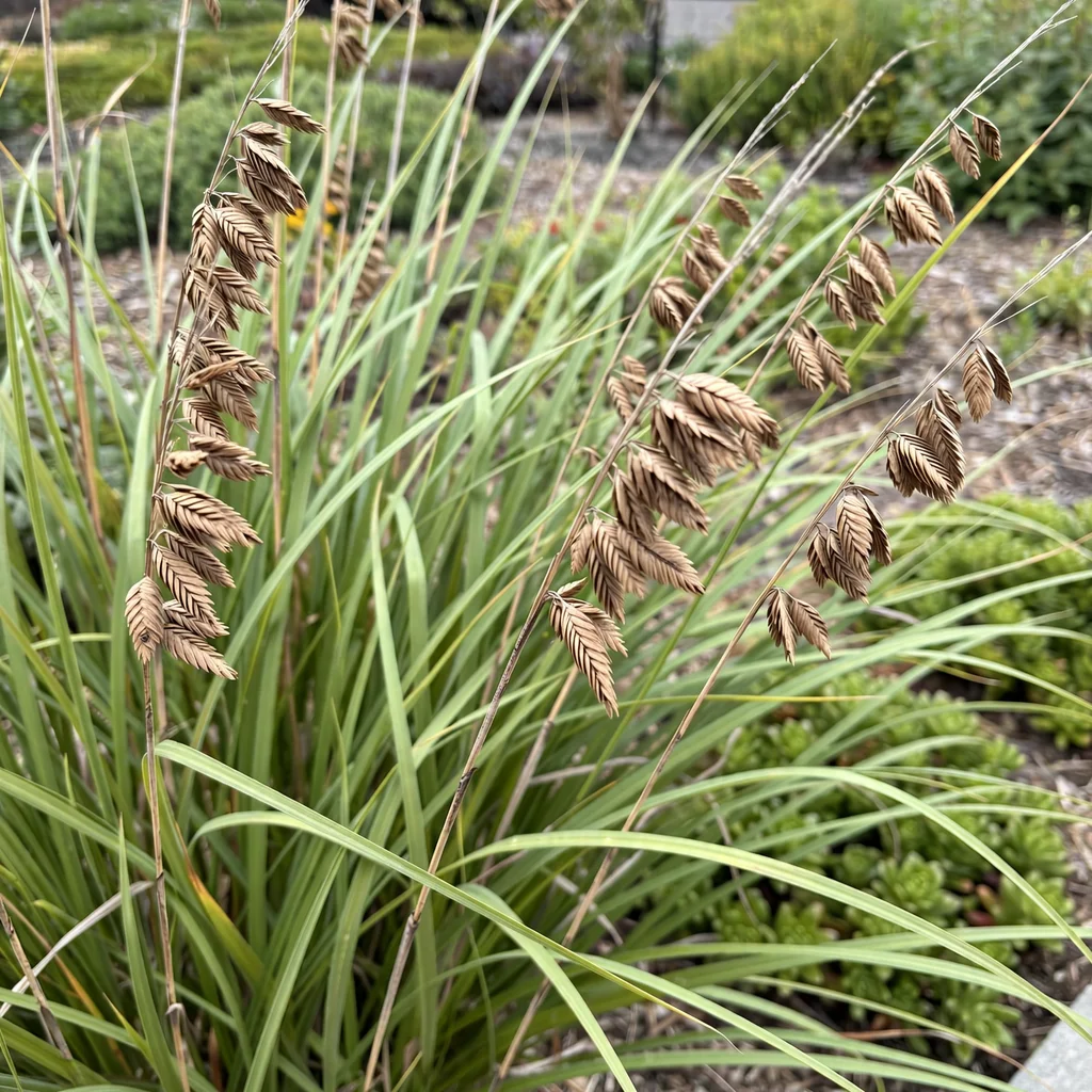 Sea Oats