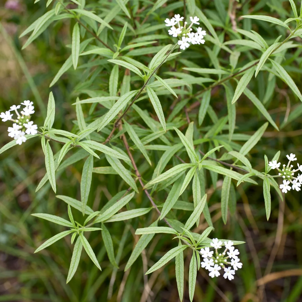 Lemon Verbena