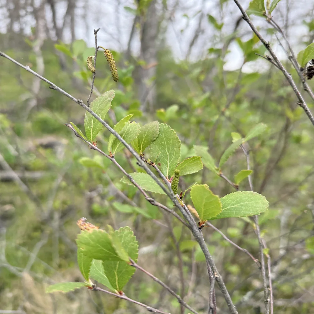Bog Birch