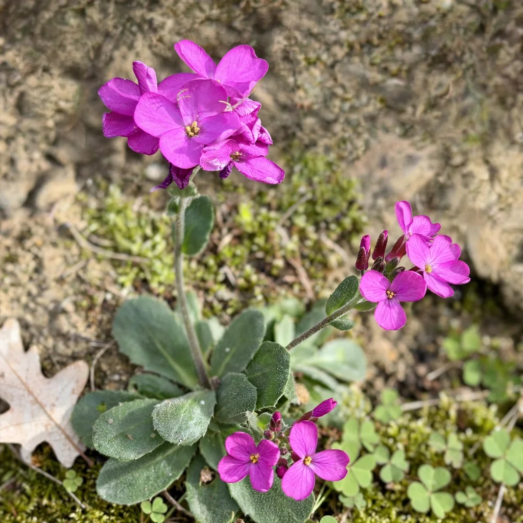 Coast Rock Cress