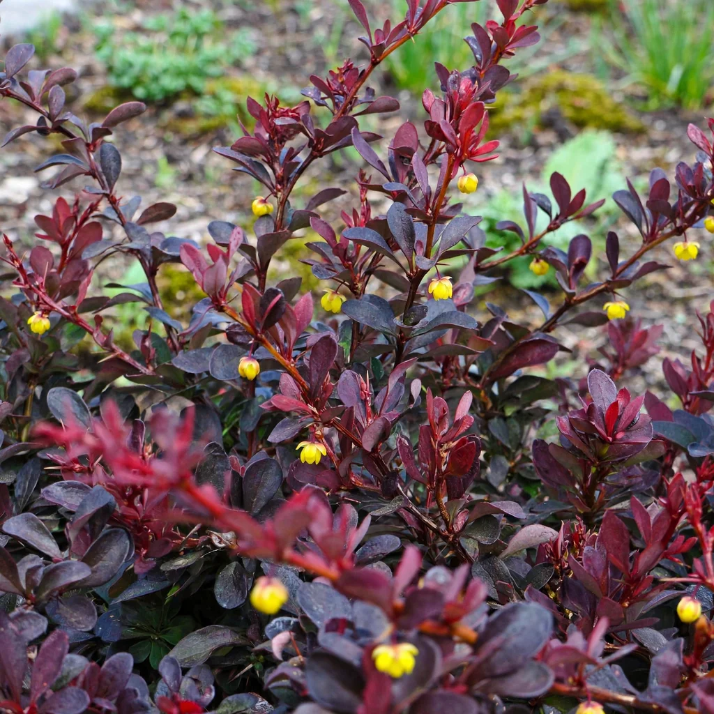 Crimson Pygmy Japanese Barberry