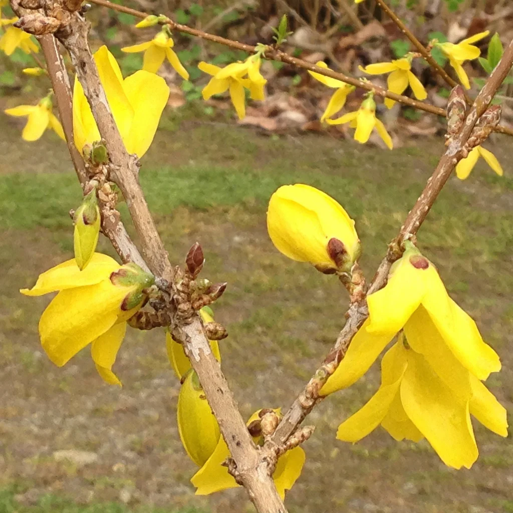 Border Forsythia