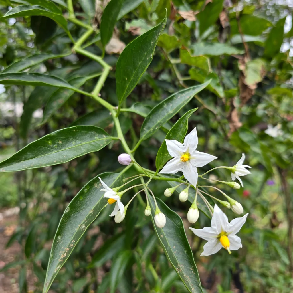 Potato Vine