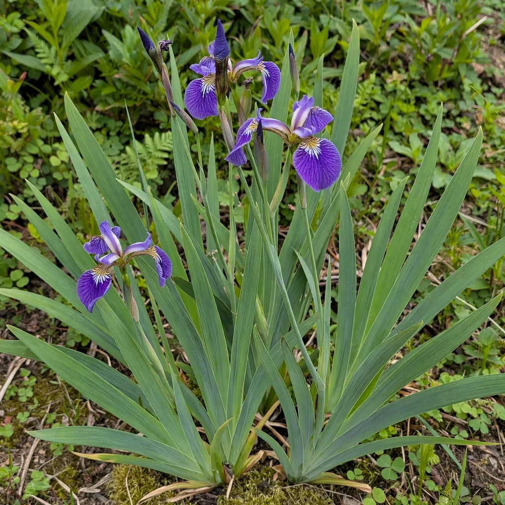 Bristle-pointed iris