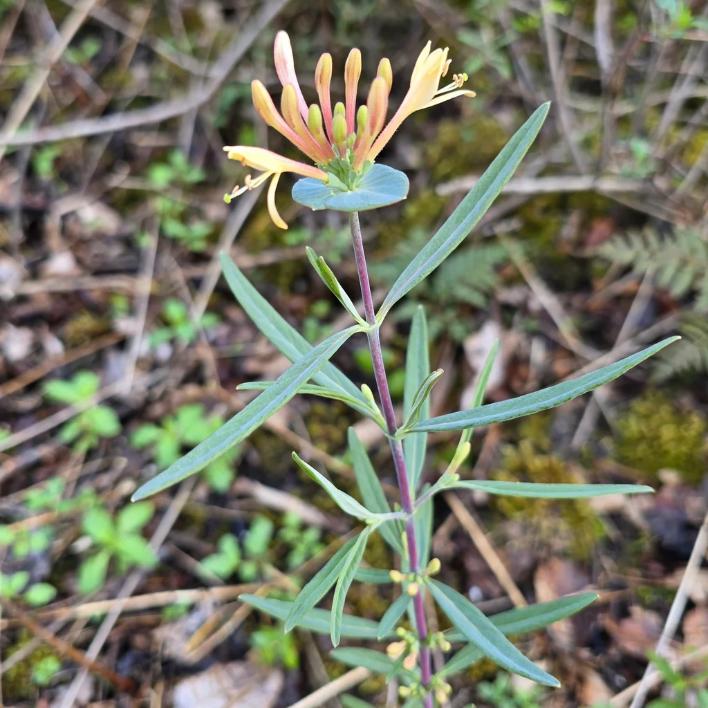Limber Honeysuckle