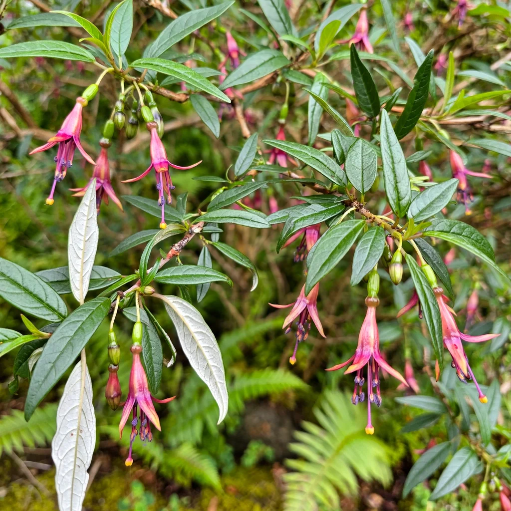 Tree Fuchsia