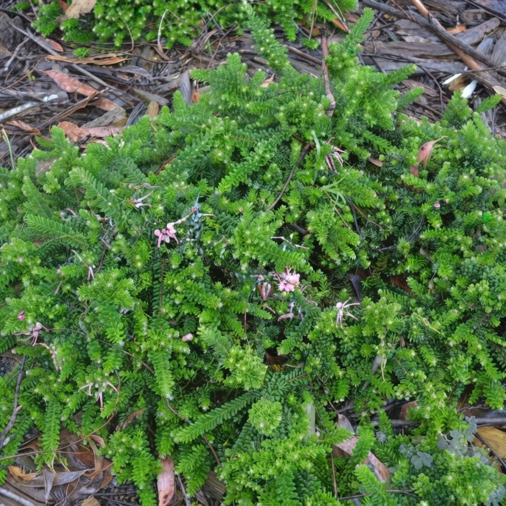 Woolly Grevillea