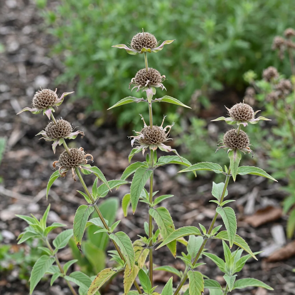 Lemon Beebalm