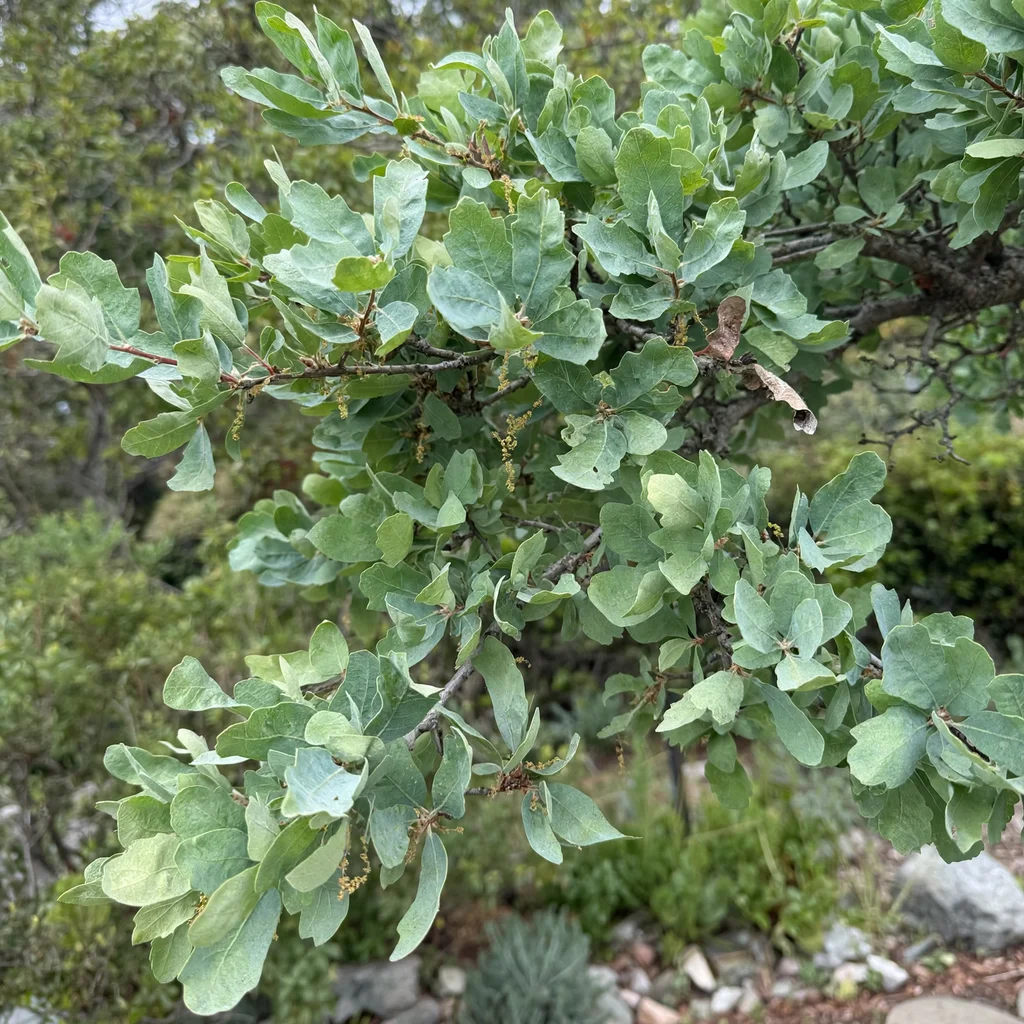 Blue Oak