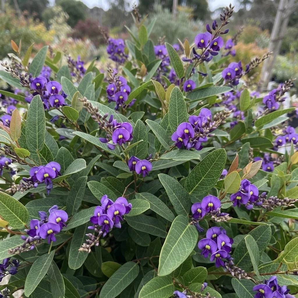 Mini Haha Purple Vine Lilac