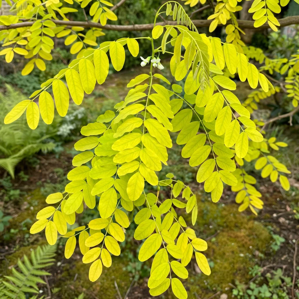 Golden Robinia