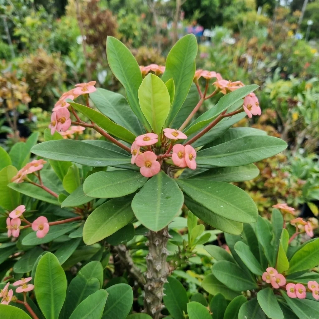 Madagascar Crown