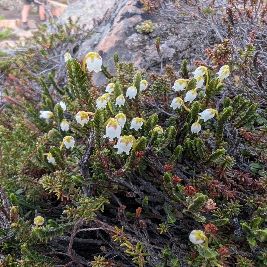 White Arctic Mountain Heather