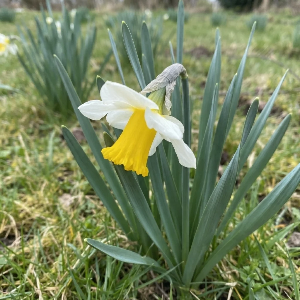 Bicolor Daffodil