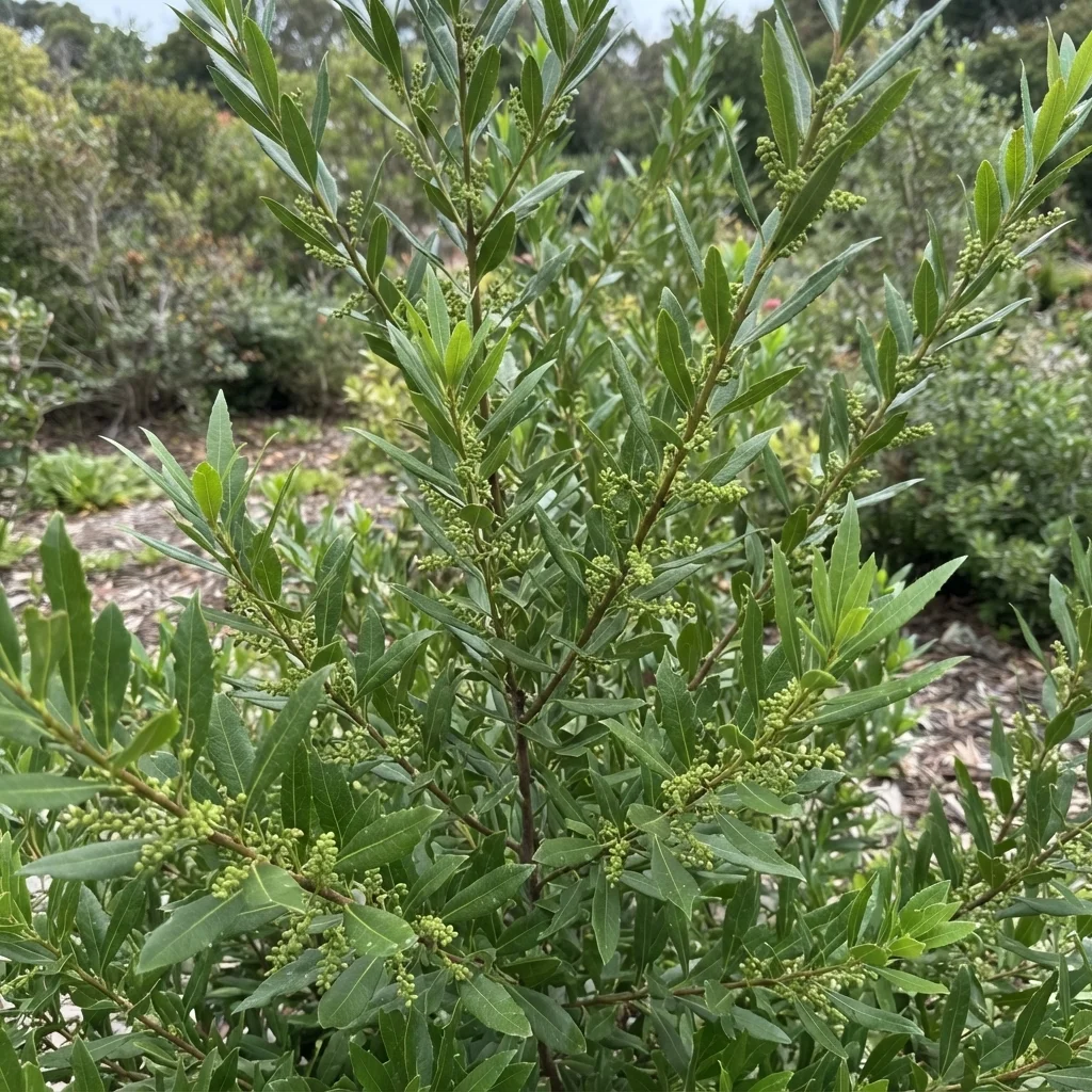 Pacific Wax Myrtle