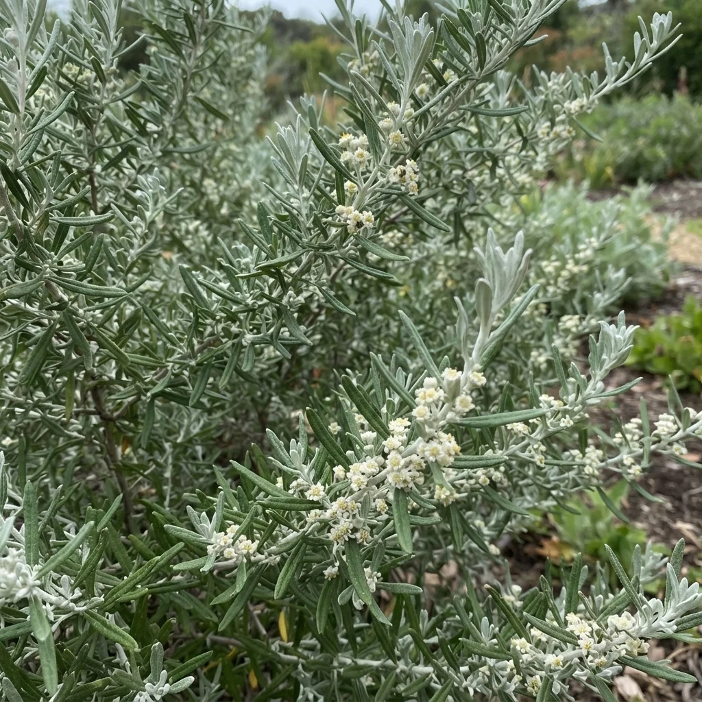 Coast Daisy-bush