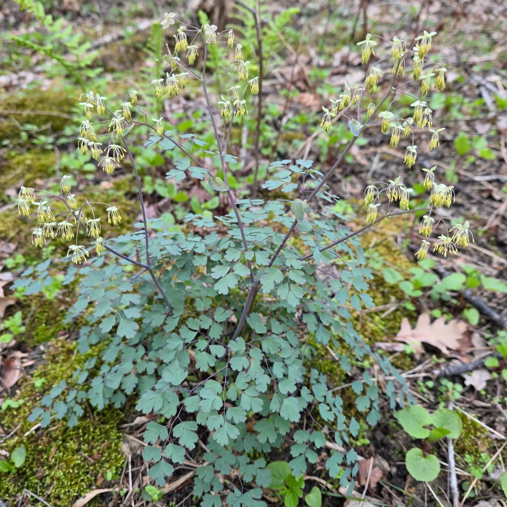 Early Meadow-Rue