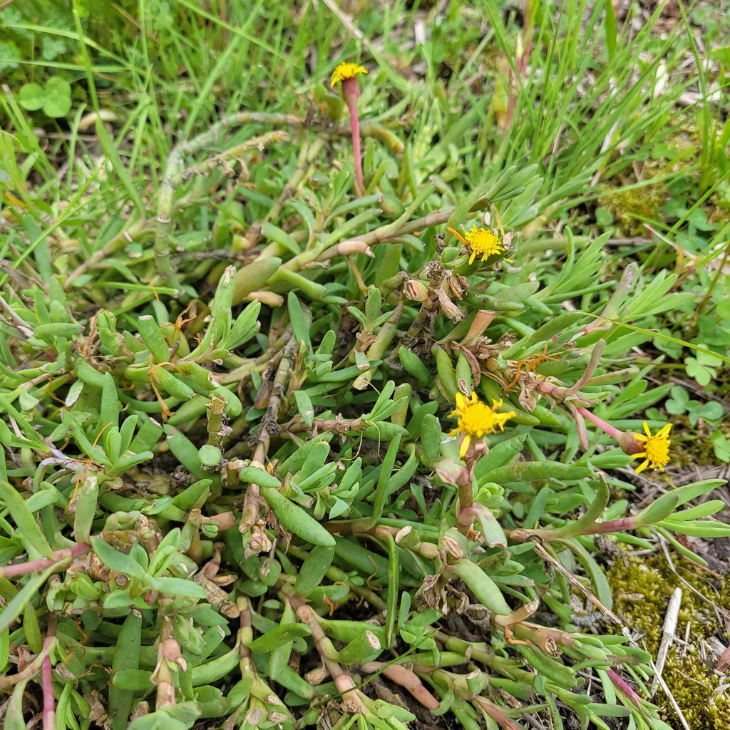 Marsh Jaumea