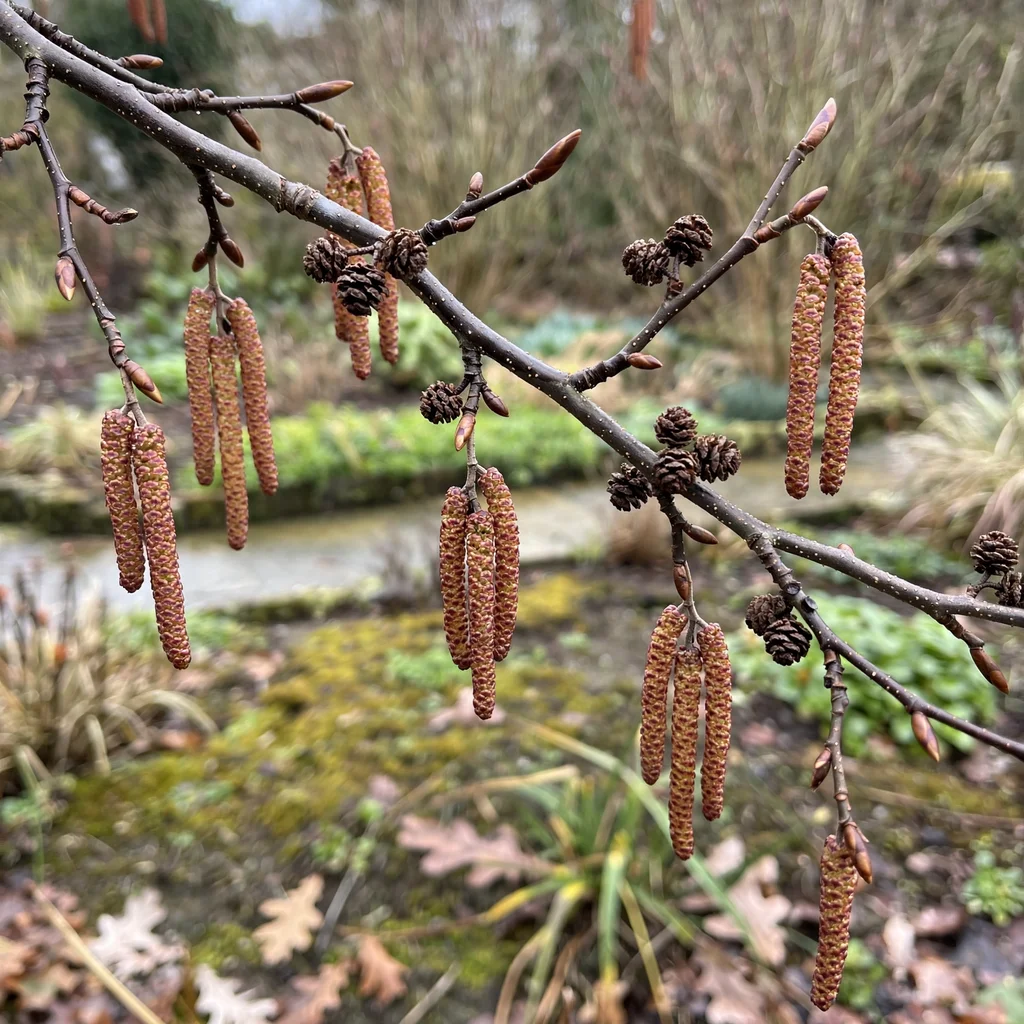 Black Alder