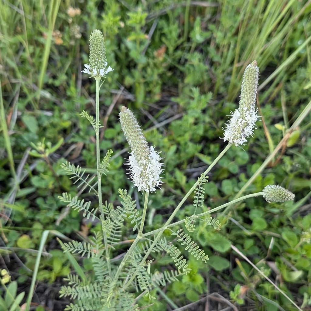 White Prairie Clover