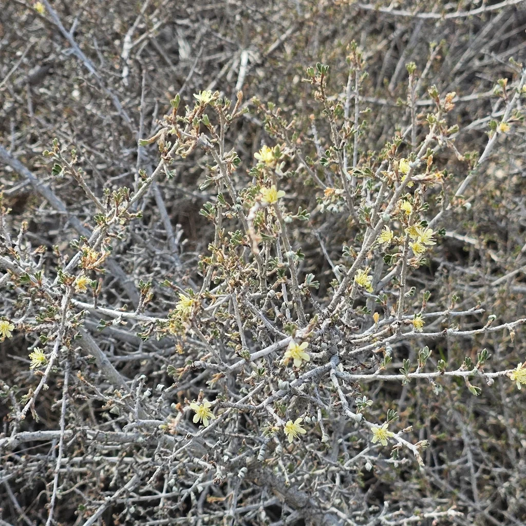 Antelope Bitterbrush