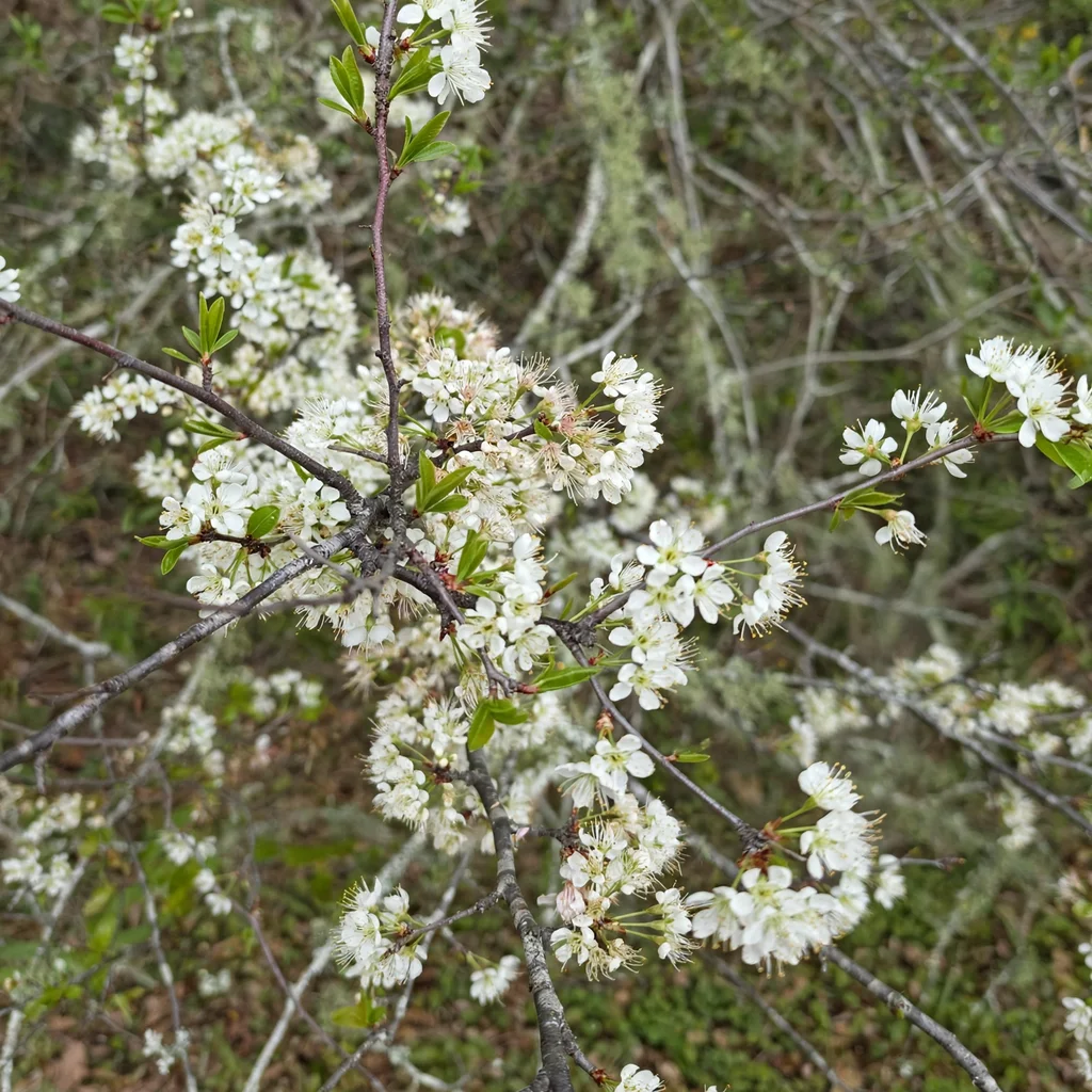 Chickasaw Plum