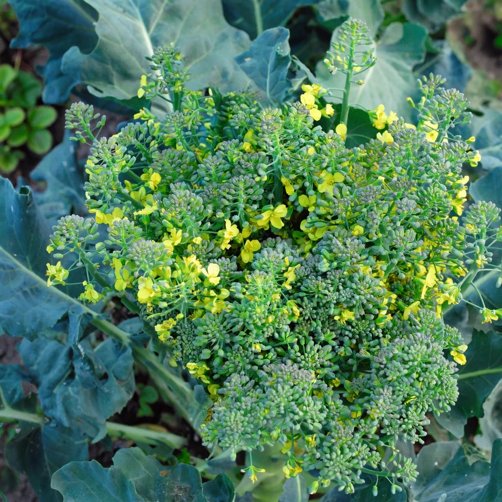 Broccoli