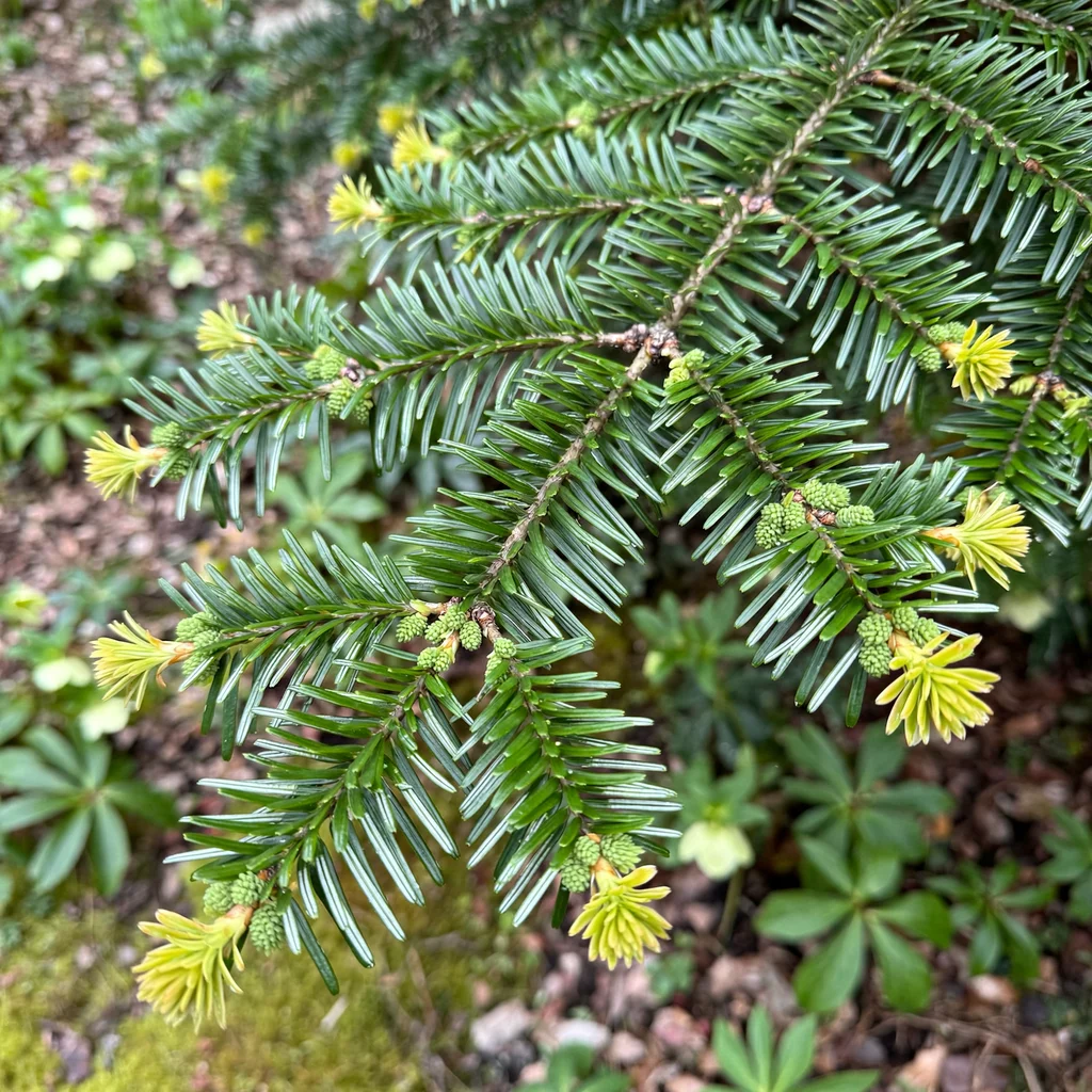 Grand Fir