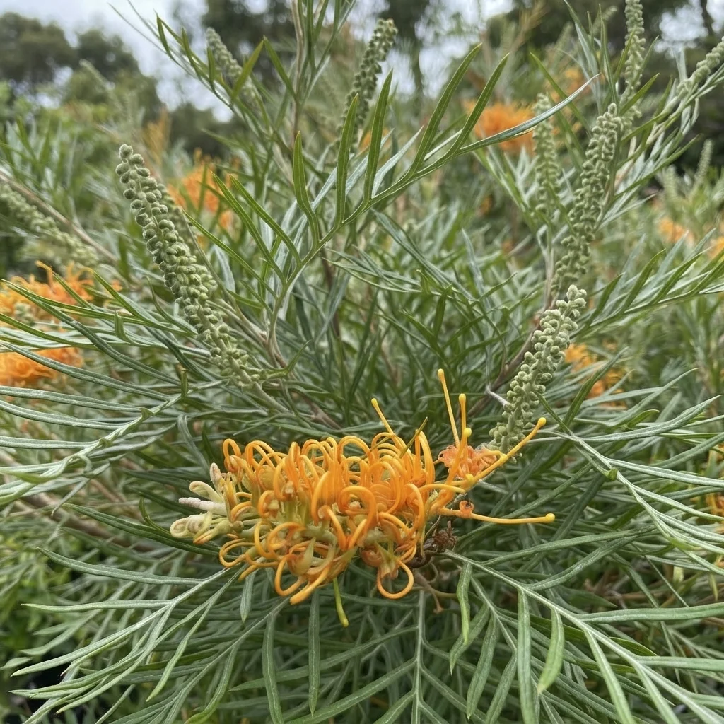 Honey Gem Grevillea
