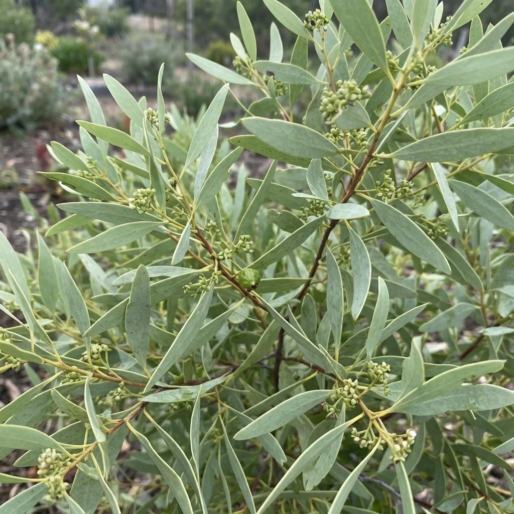 Quandong