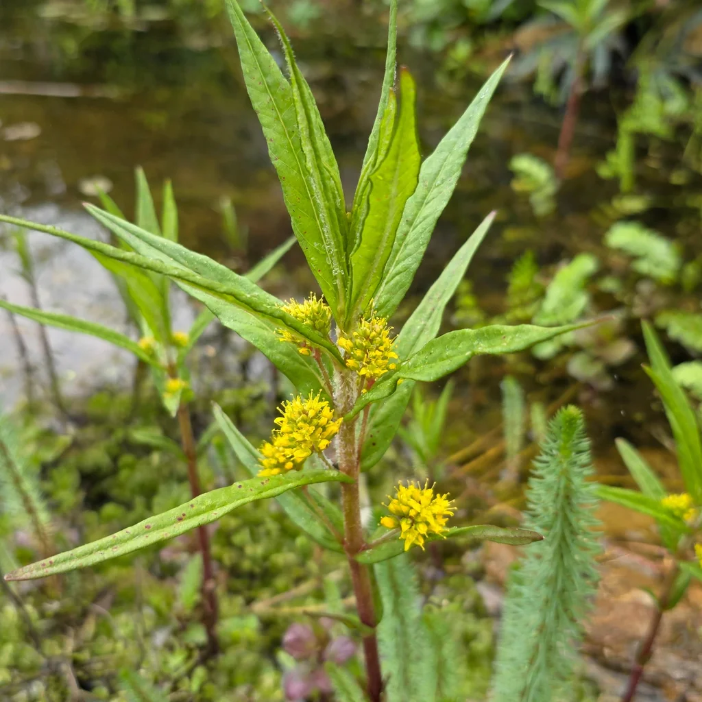 Tufted Loosestrife
