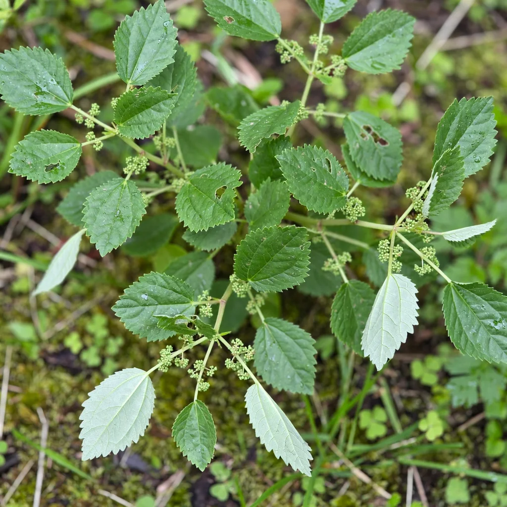 Canadian Clearweed