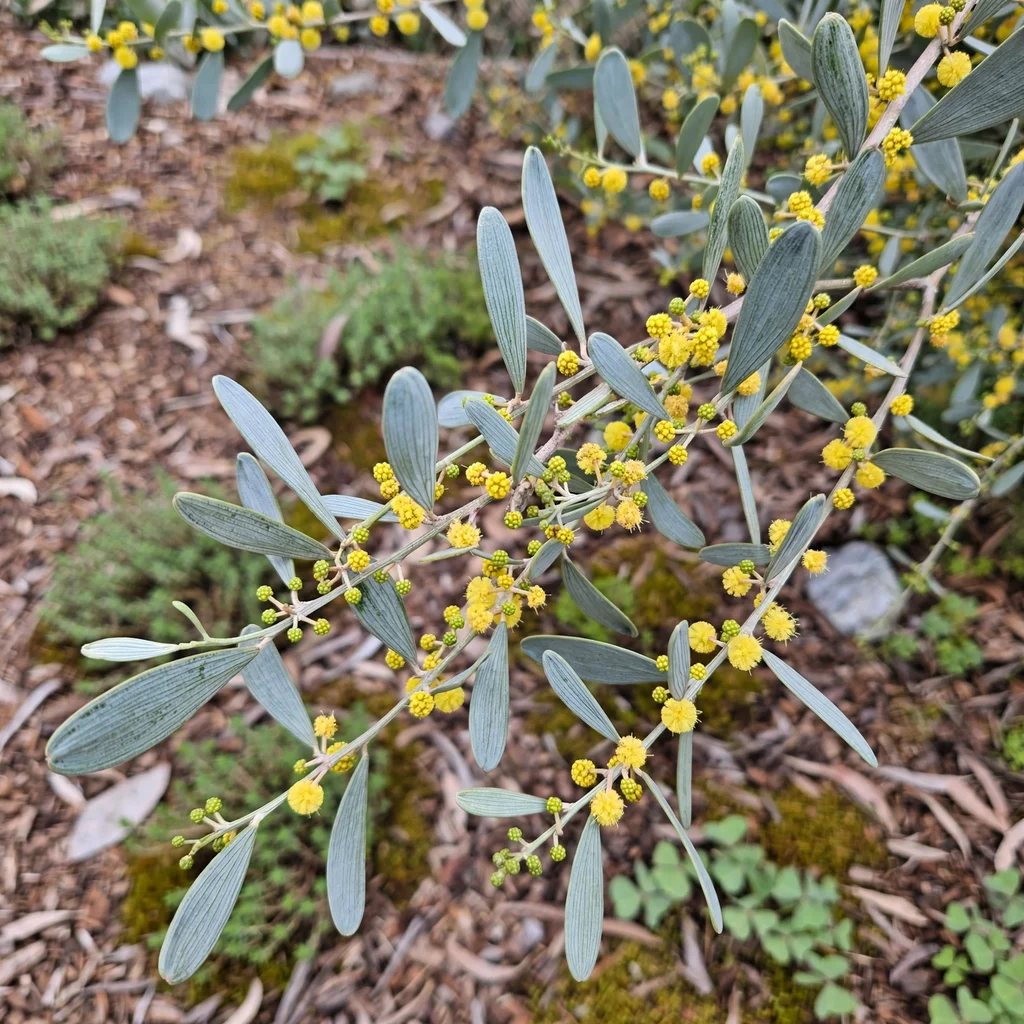 Prostrate Acacia