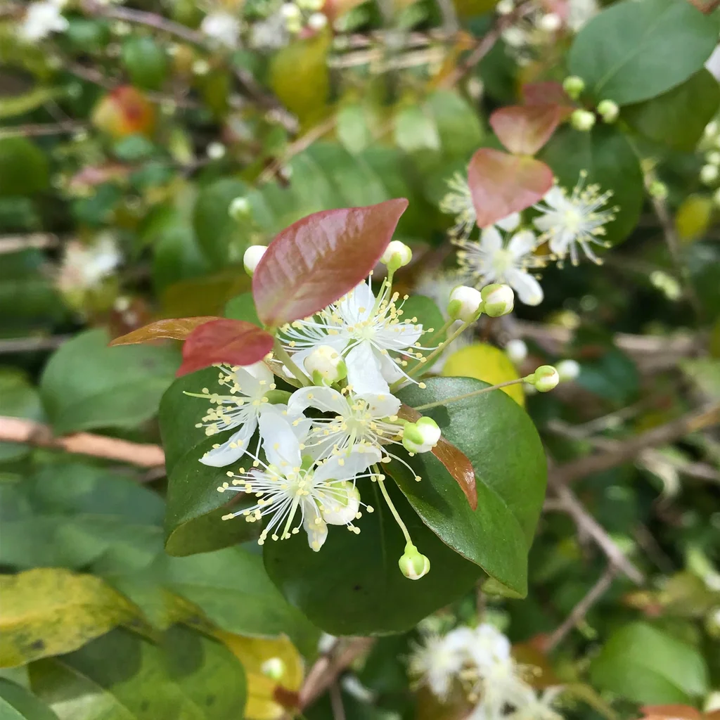 Surinam Cherry