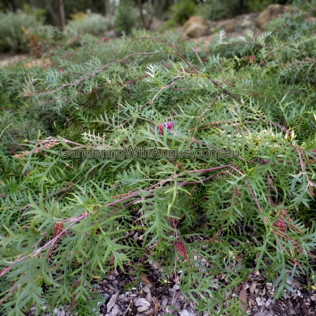 Bronze Rambler Grevillea