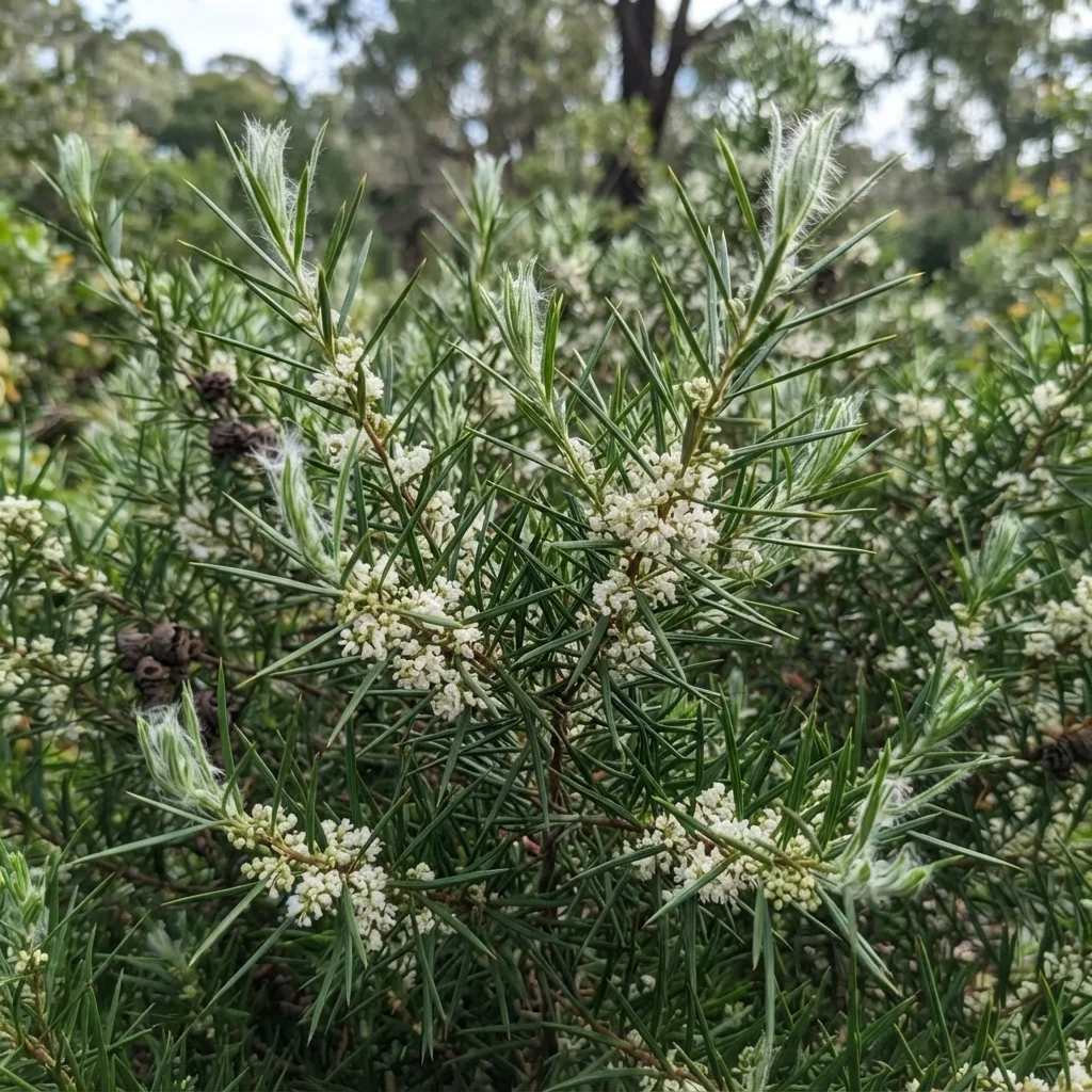 Silky Hakea, Needlebush, Bushy Needlebush, Bushy Needlewood