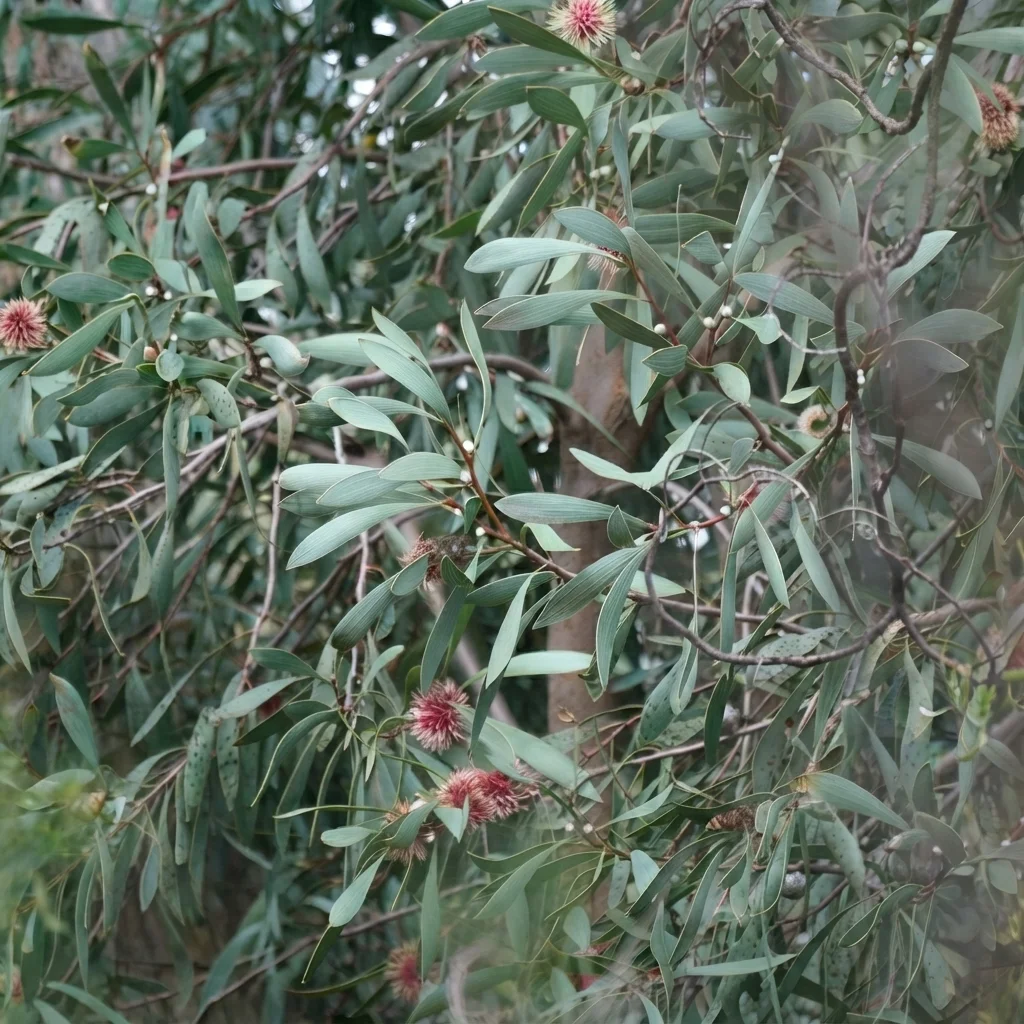 Pincushion Hakea, Emu Bush