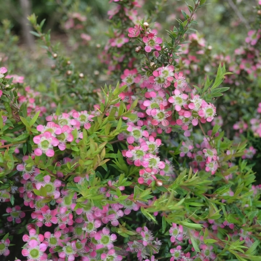 Tea Tree, Aphrodite Tea Tree