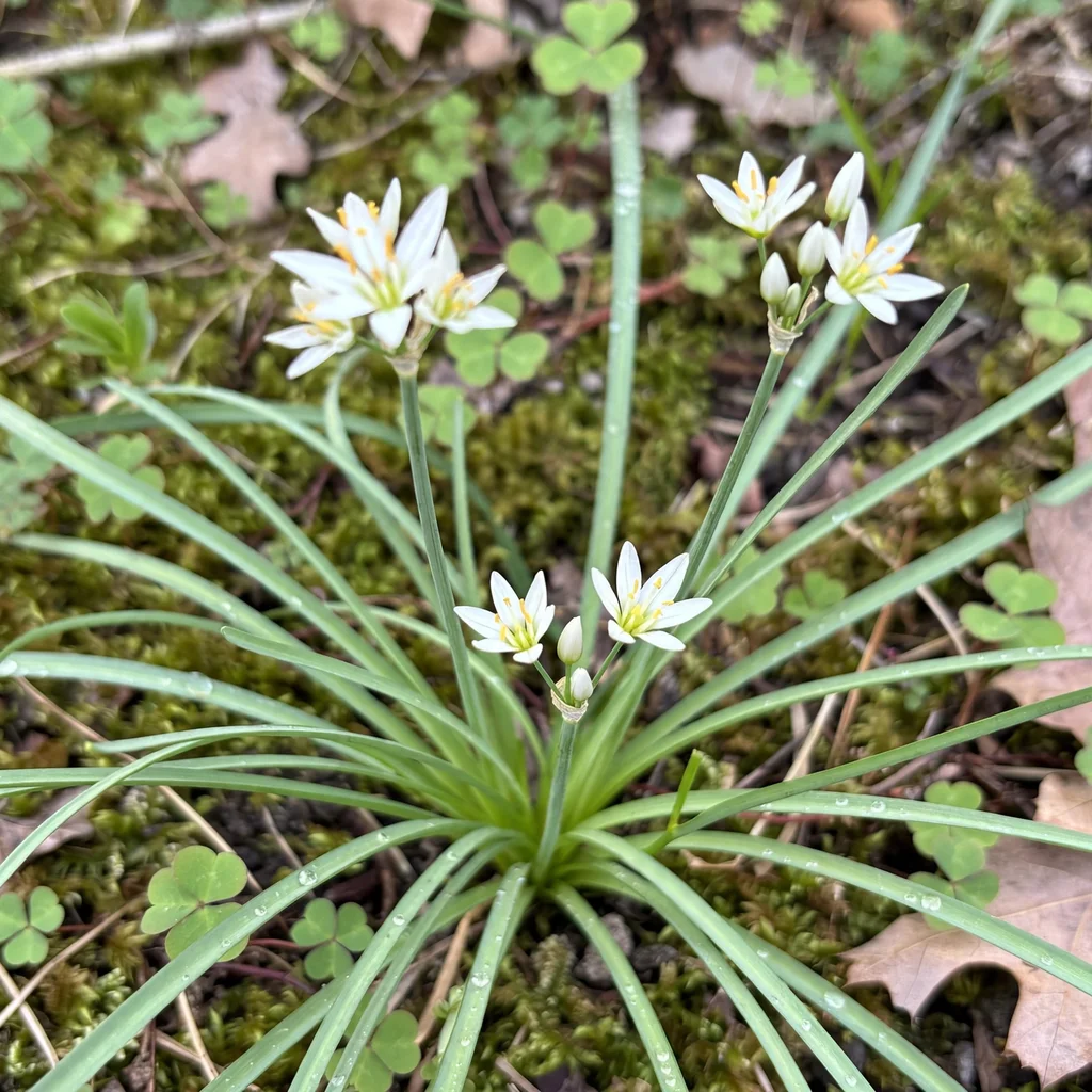 False Garlic