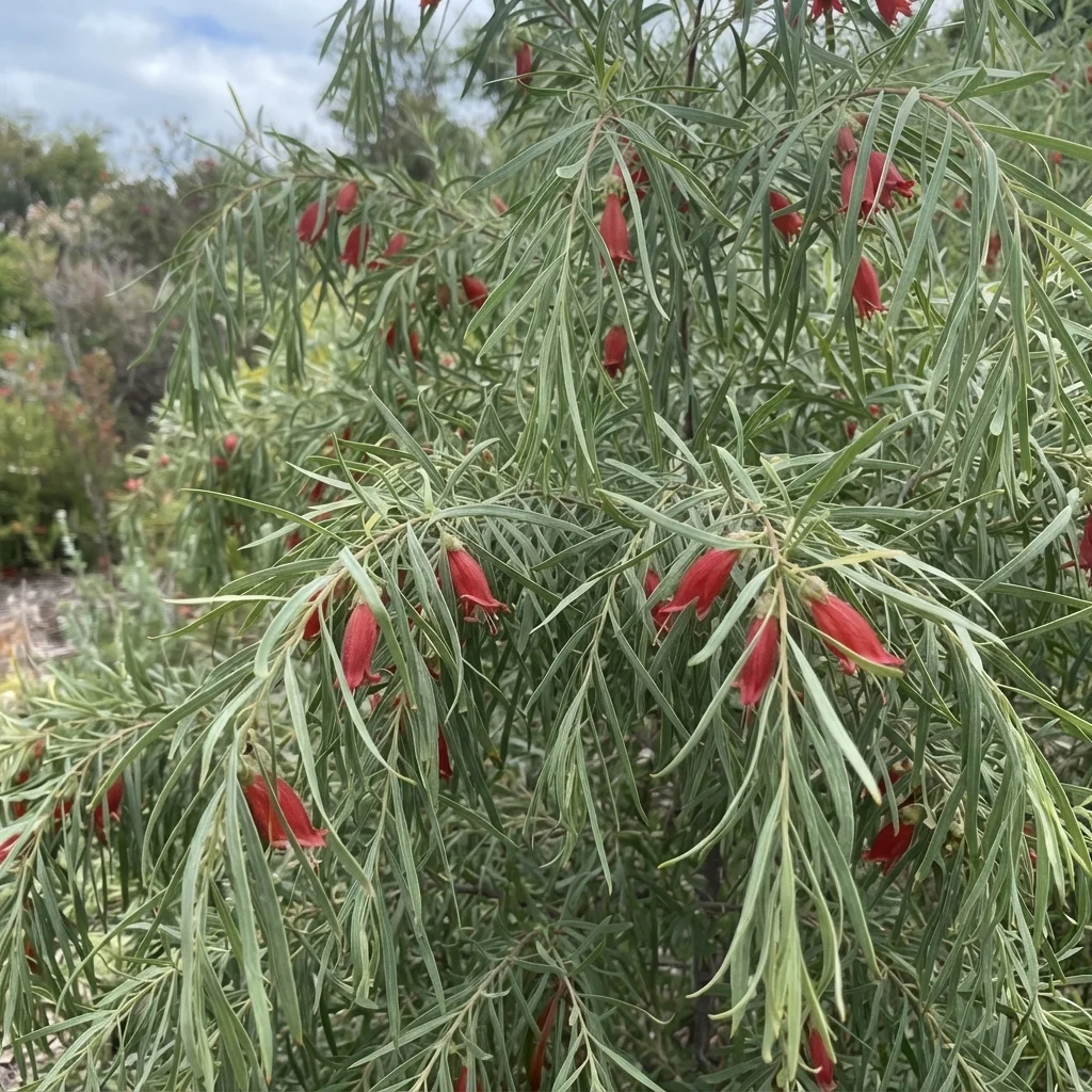 Berrigan, Emu Bush, Dogwood, Long-leaved Eremophila, Native Plum Tree