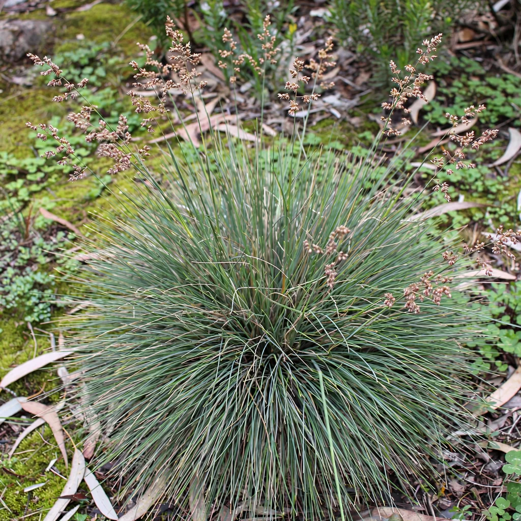 Grey Tussock-Grass
