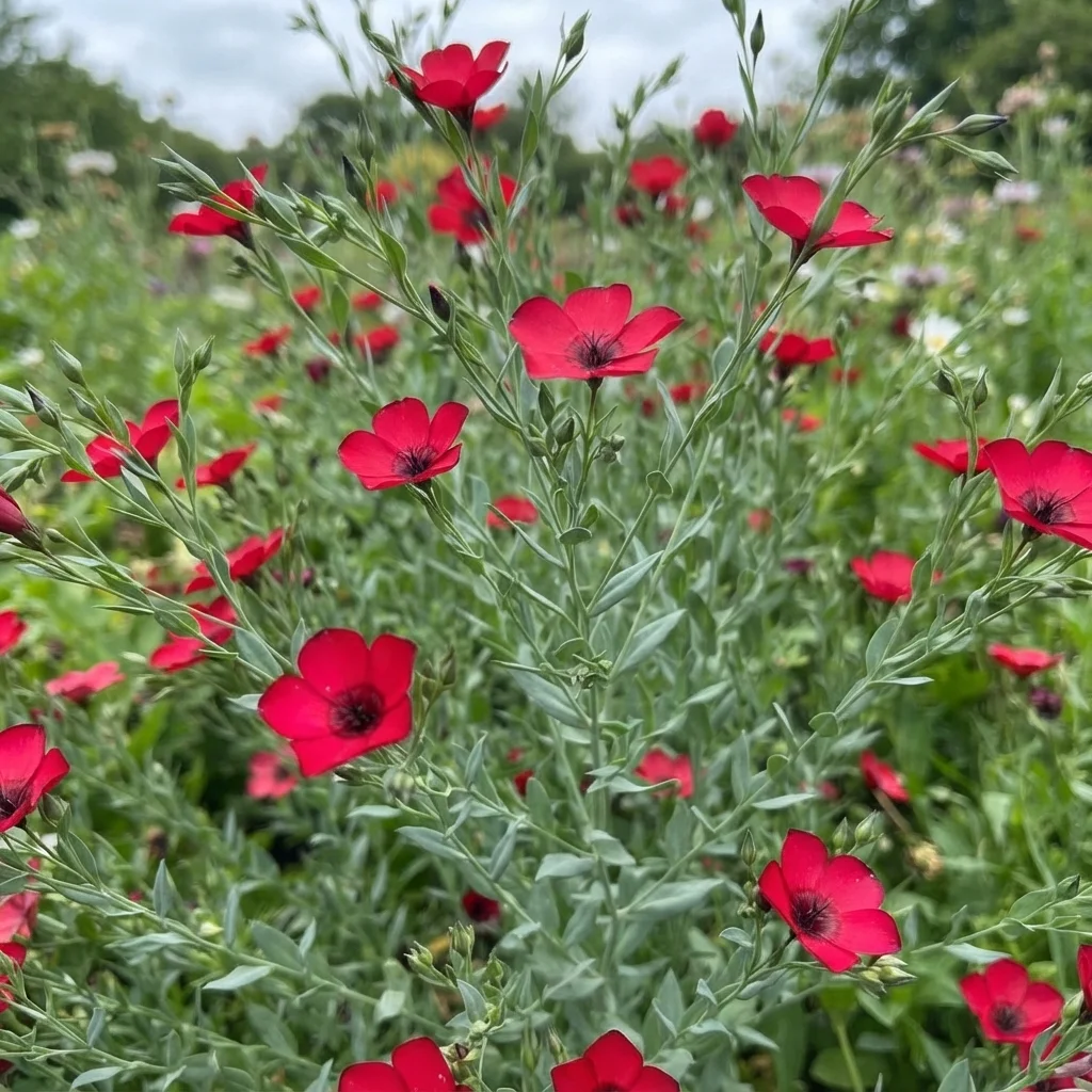 Scarlet Flax