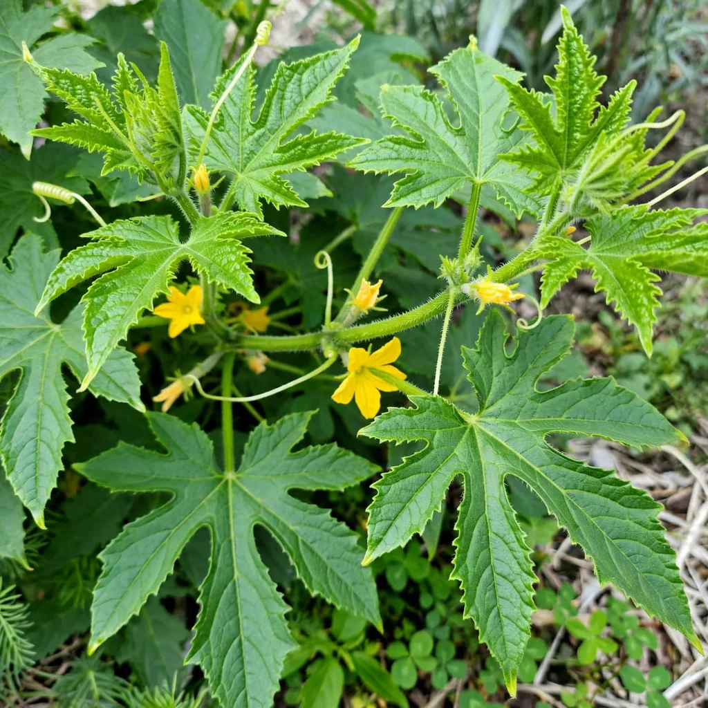 Lebanese Cucumber
