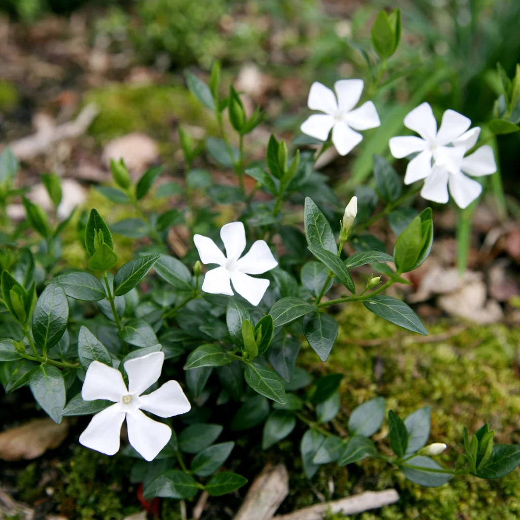Gertrude Jekyll Periwinkle