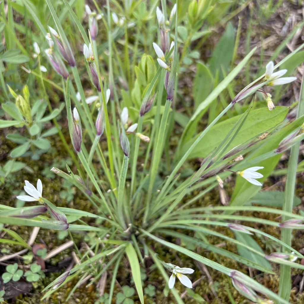 White Blue-Eyed Grass