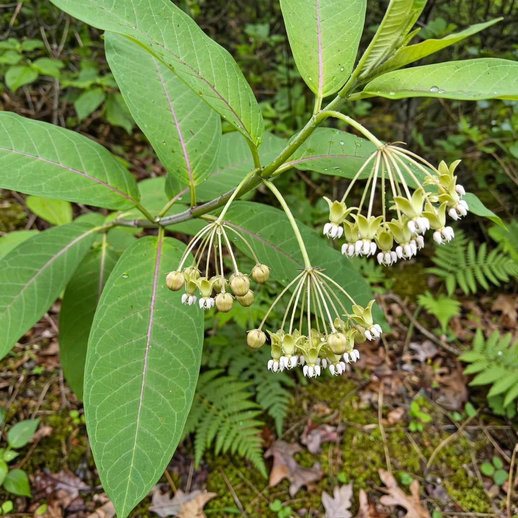 Poke Milkweed