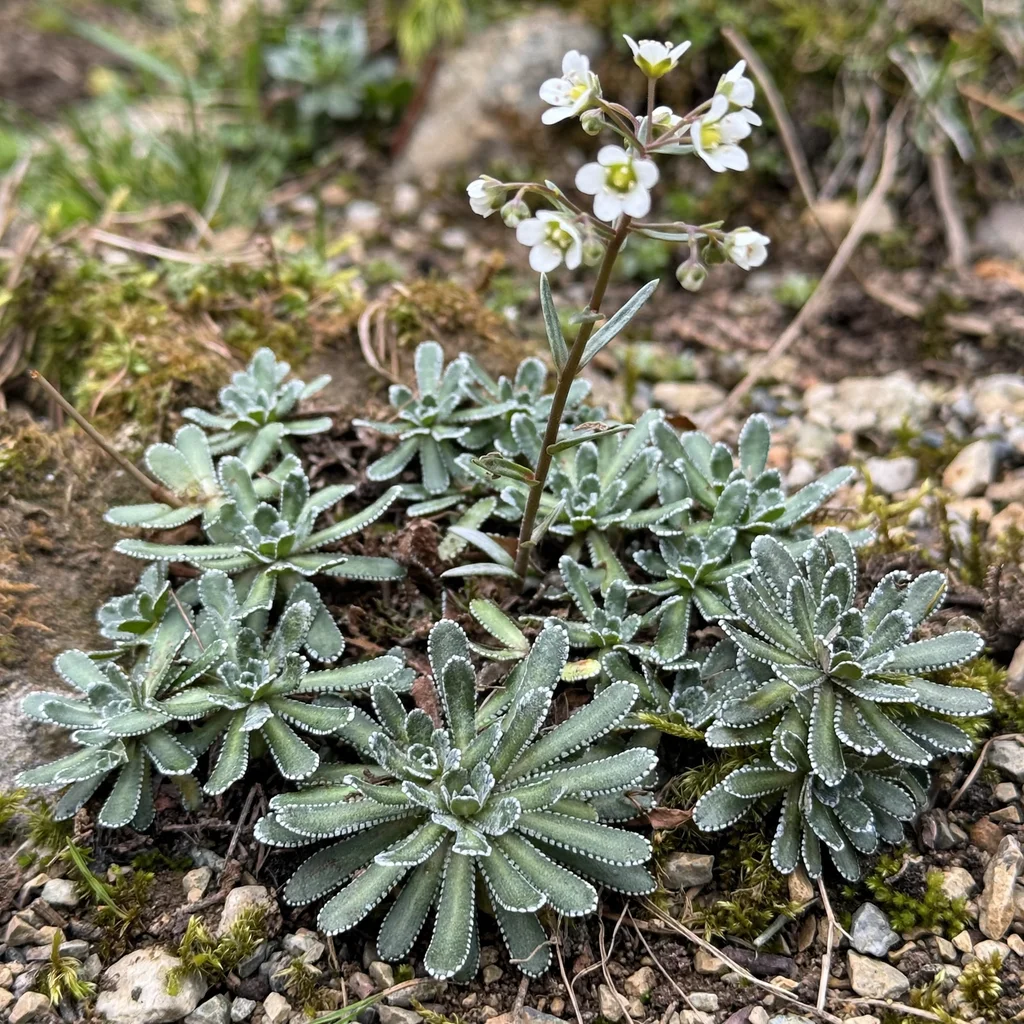 White Mountain Saxifrage