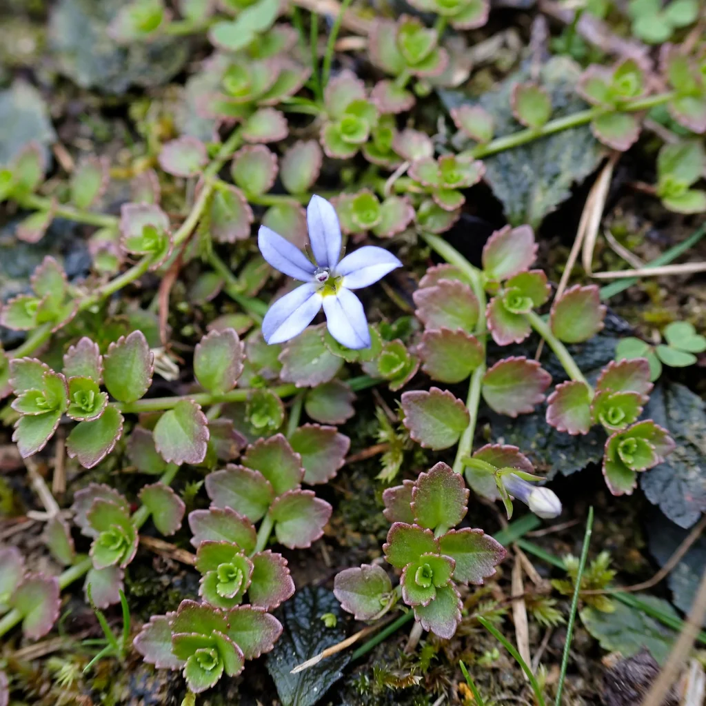 Blue star creeper