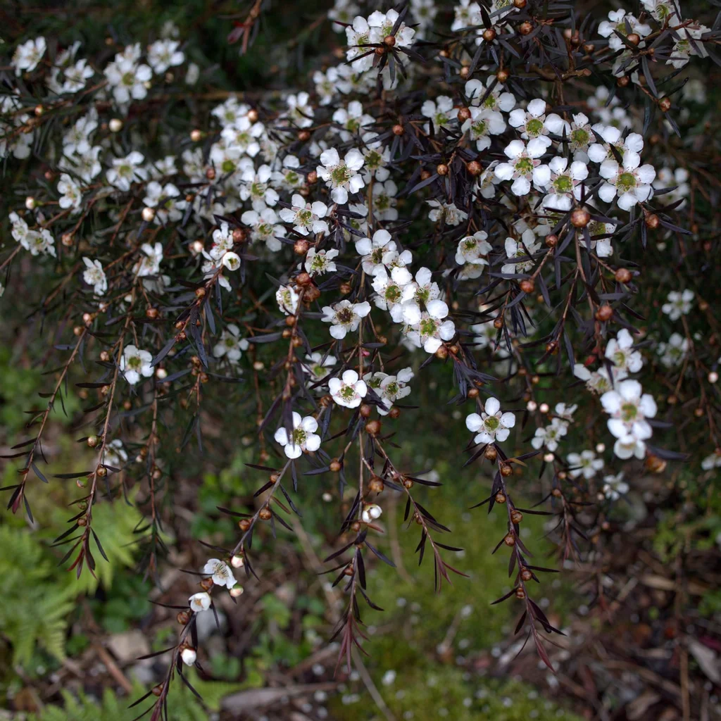 River Tea Tree