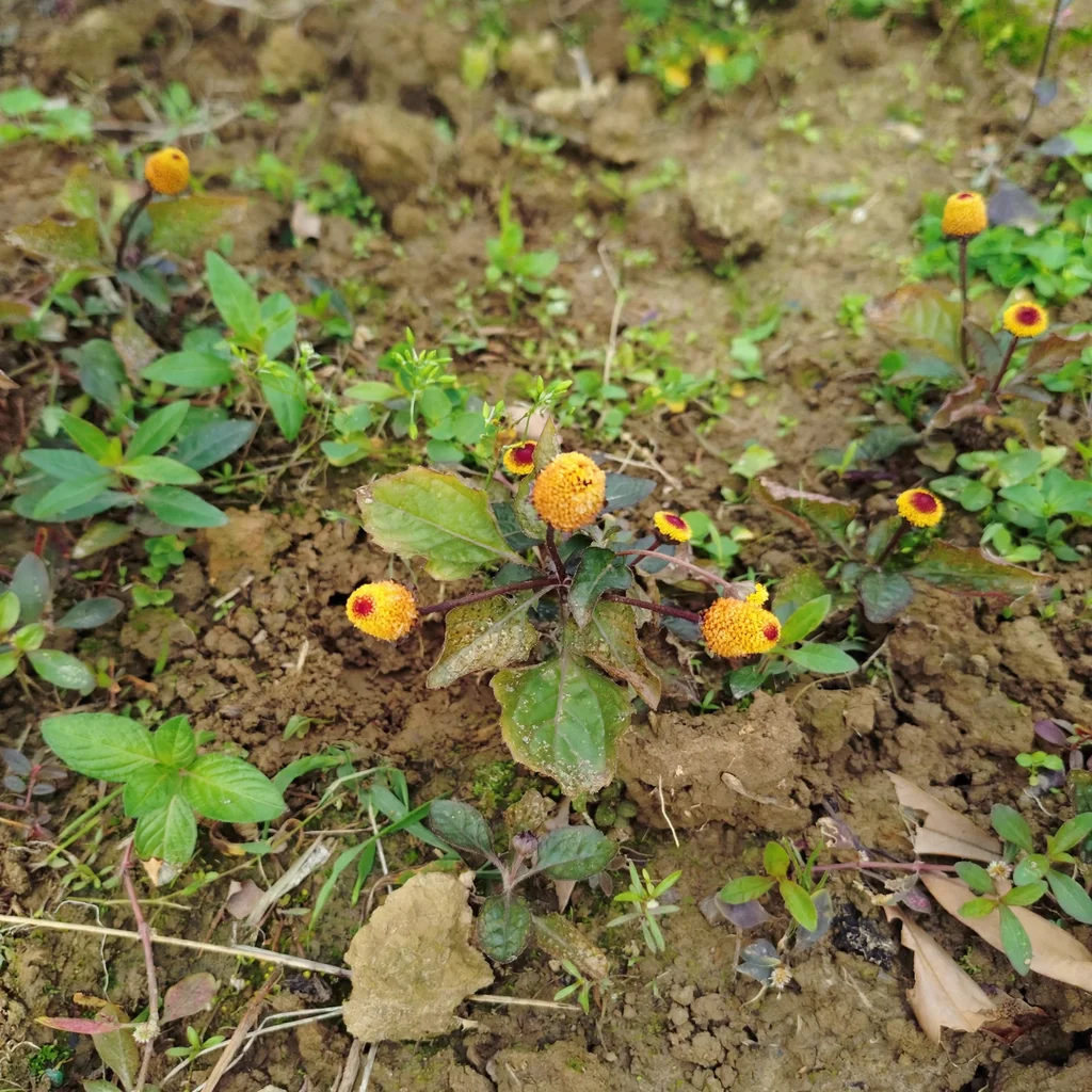 Toothache plant